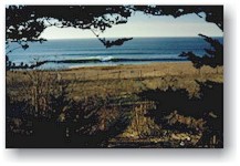 A California Reef 2000