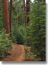 Benham Trail, Oregon