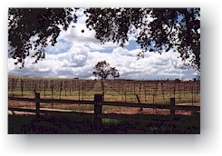 Paso Robles Vineyard