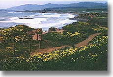 Spring in Cambria